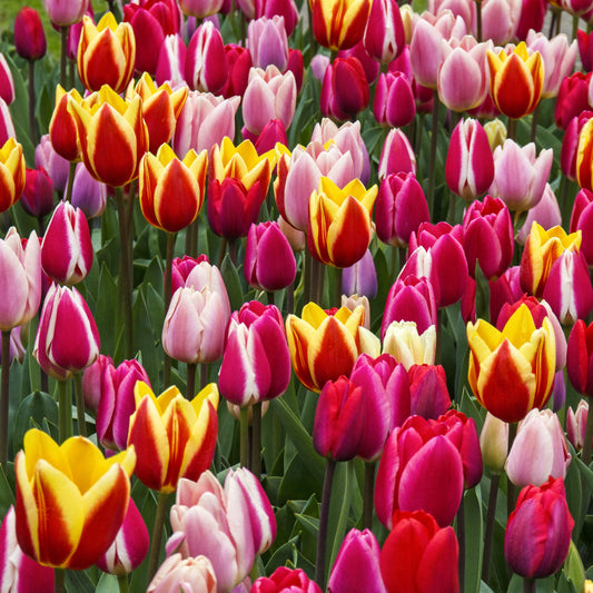 Long Lasting Giants Tulip Blend featuring lavender, rose/cream, and crimson red/yellow two-tone Darwin Hybrid tulips, 26 inches tall, blooming in mid-spring.