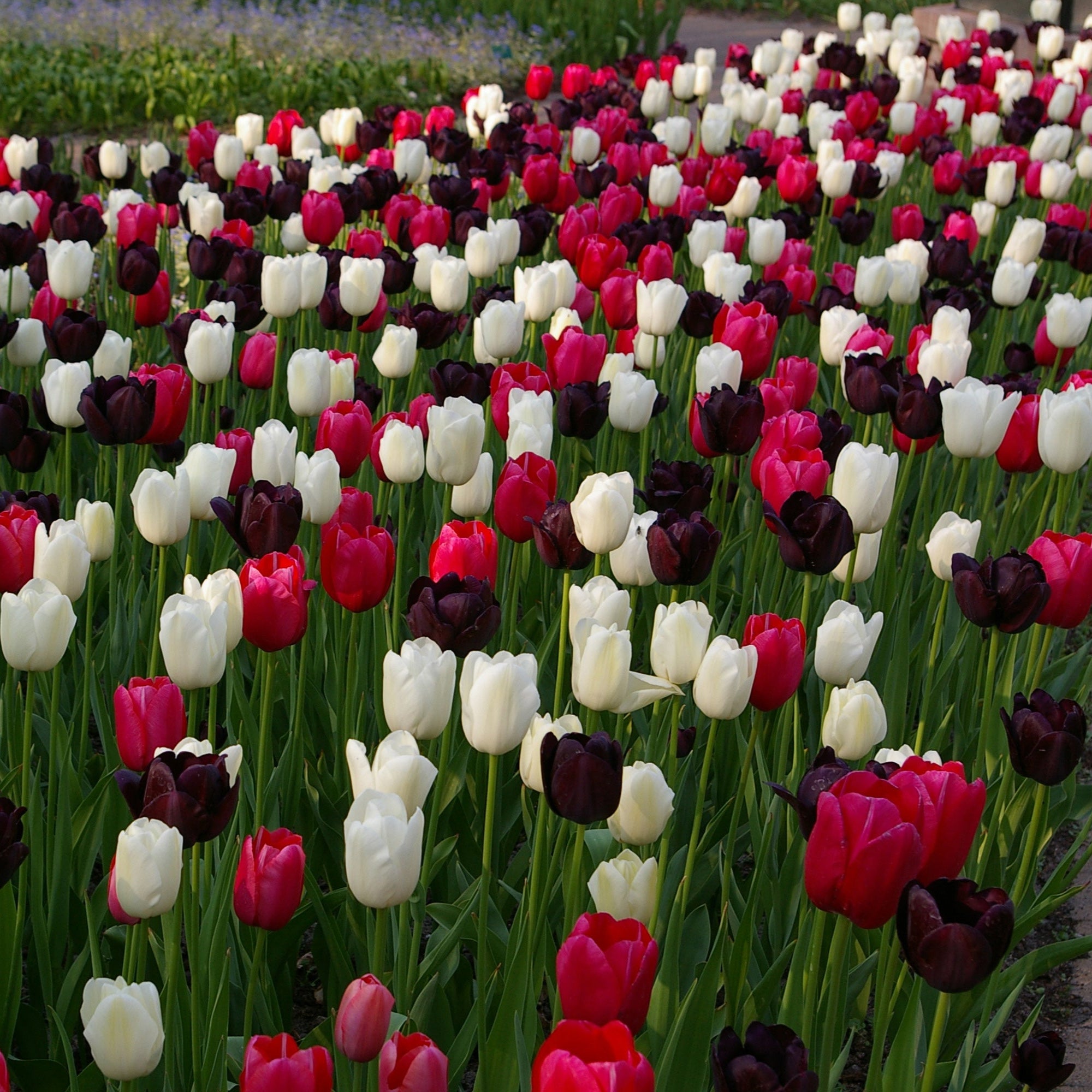 Night and Day Tulip Mix featuring deep purple, bright white, and stunning pink tulips, 24 inches tall, blooming in late spring.