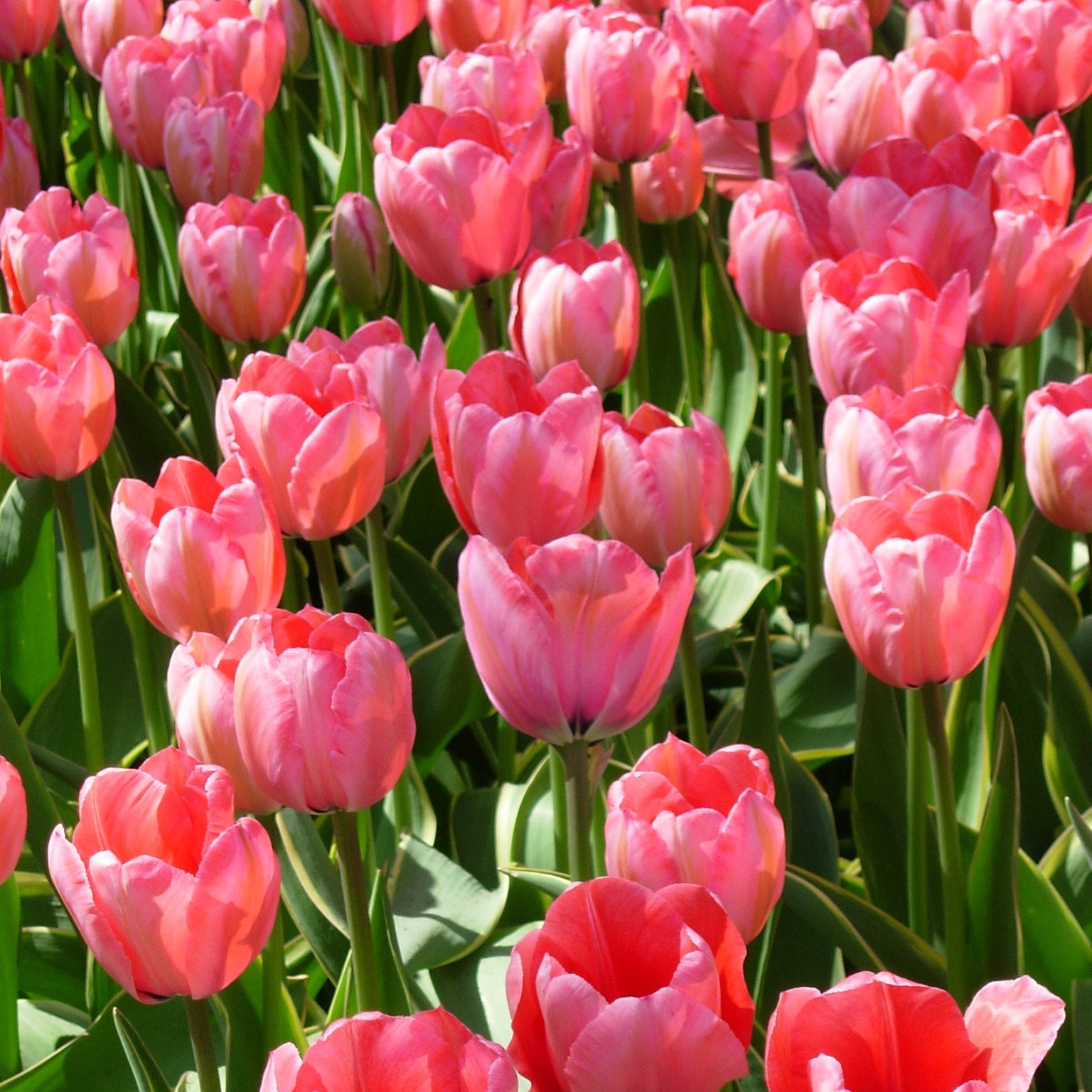 Pink Impression tulip displaying large, soft pink petals with a black base edged in yellow, blooming in mid-spring.