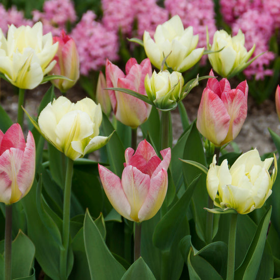 Exotic Flames Tulip Blend showcasing vibrant, flame-like Fosteriana tulips, 16 inches tall, blooming early to mid-spring