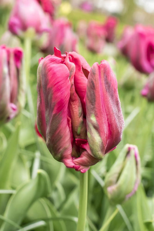 Red Madonna tulips with ruffled deep‑red blooms and green streaks on 14‑inch stems.