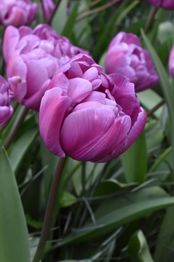 Blue Diamond tulips with large lilac‑blue double blooms on tall stems.