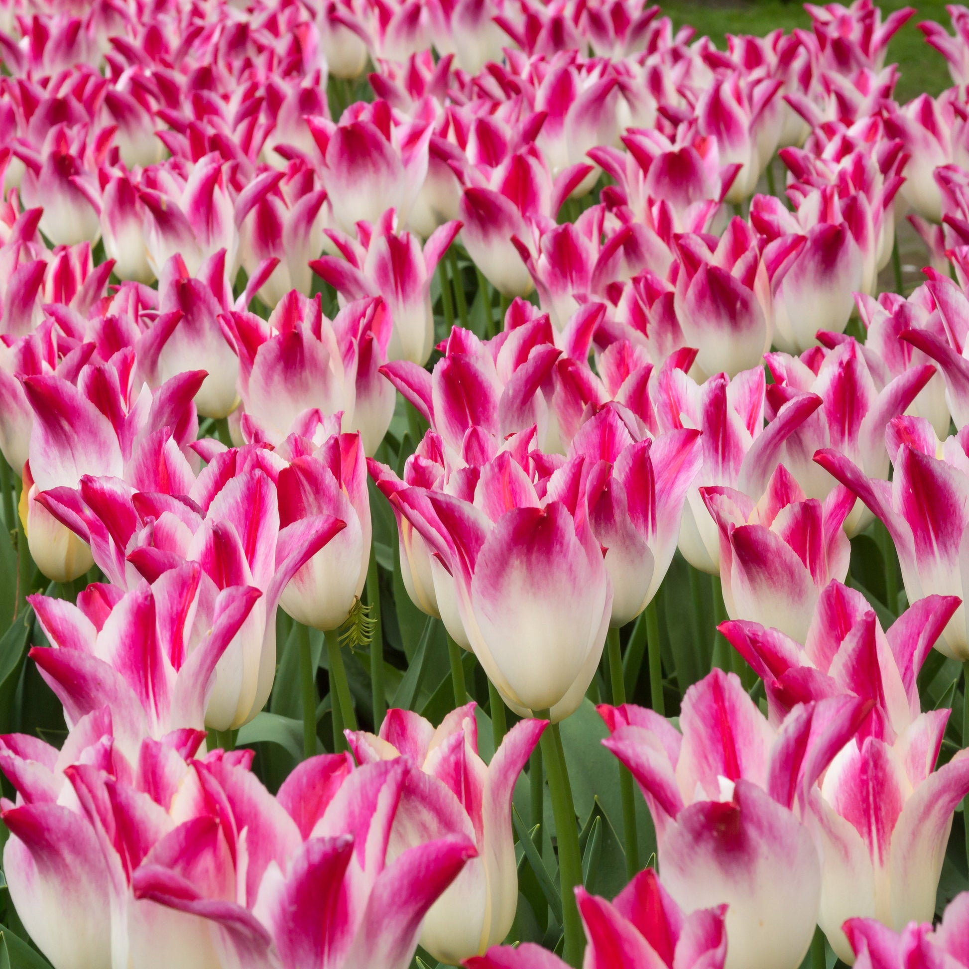 Whispering Dream tulip with huge two-toned pink and ivory white lily-shaped blooms, blooming in mid-spring on sturdy 18-inch stems.