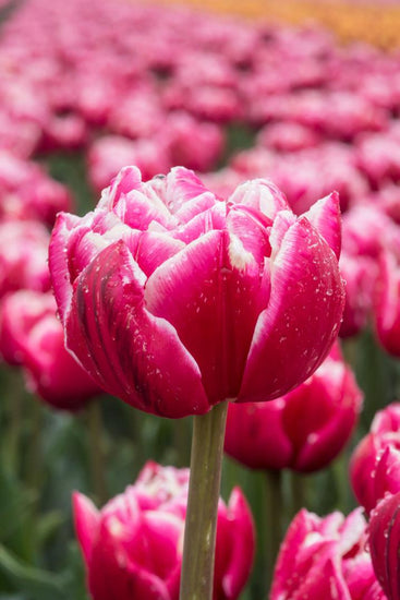 Columbus double tulips with rosy‑pink and white blooms on 16‑inch stems in early spring.