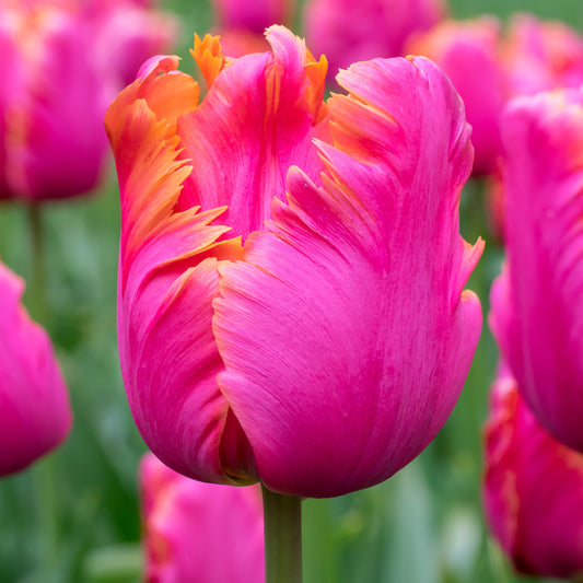 Amazing Parrot tulip showcasing large, ruffled rose-pink petals with warm orange edges and tangerine-pink streaks.