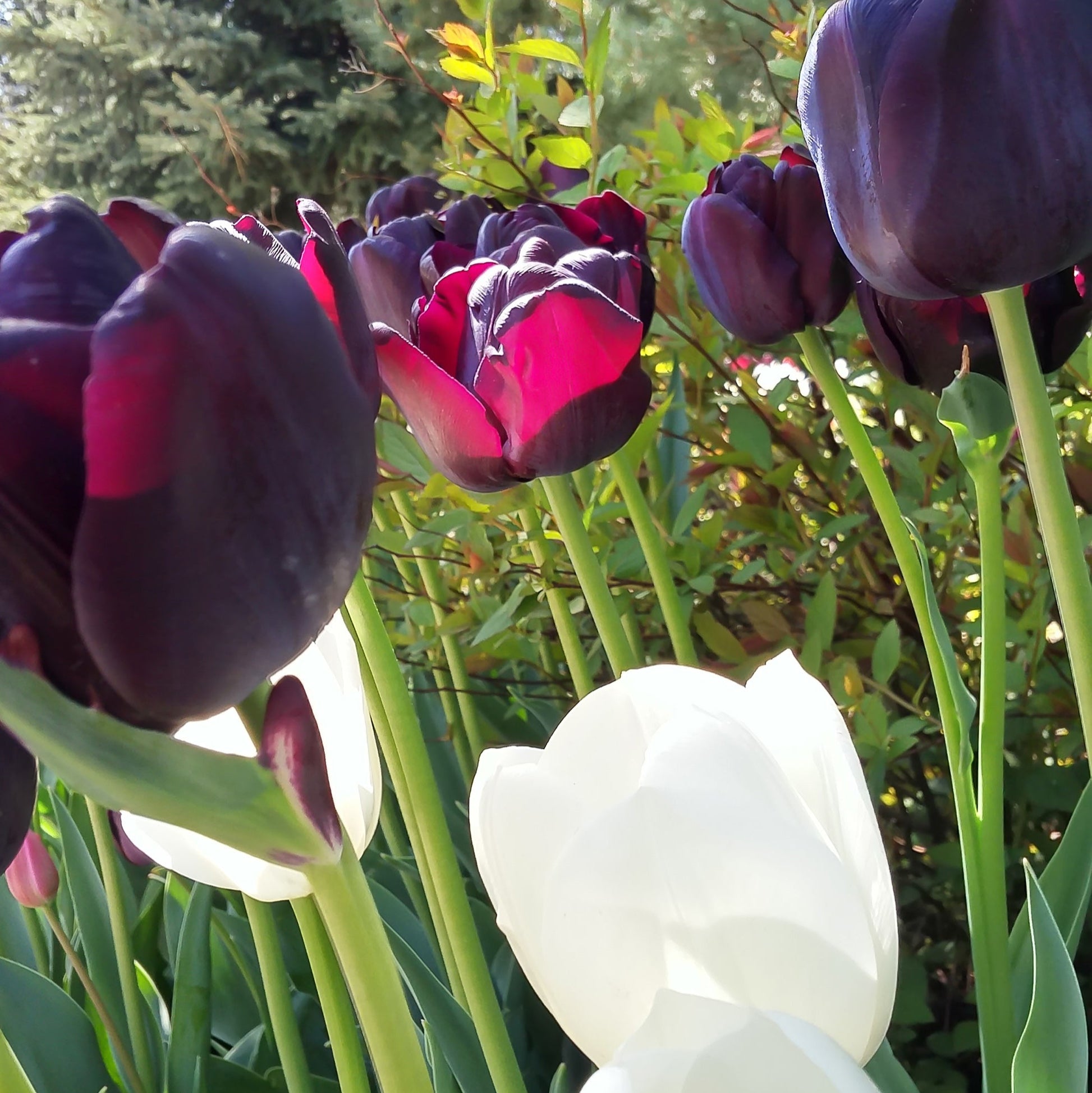 Night and Day Tulip Mix featuring deep purple, bright white, and stunning pink tulips, 24 inches tall, blooming in late spring.