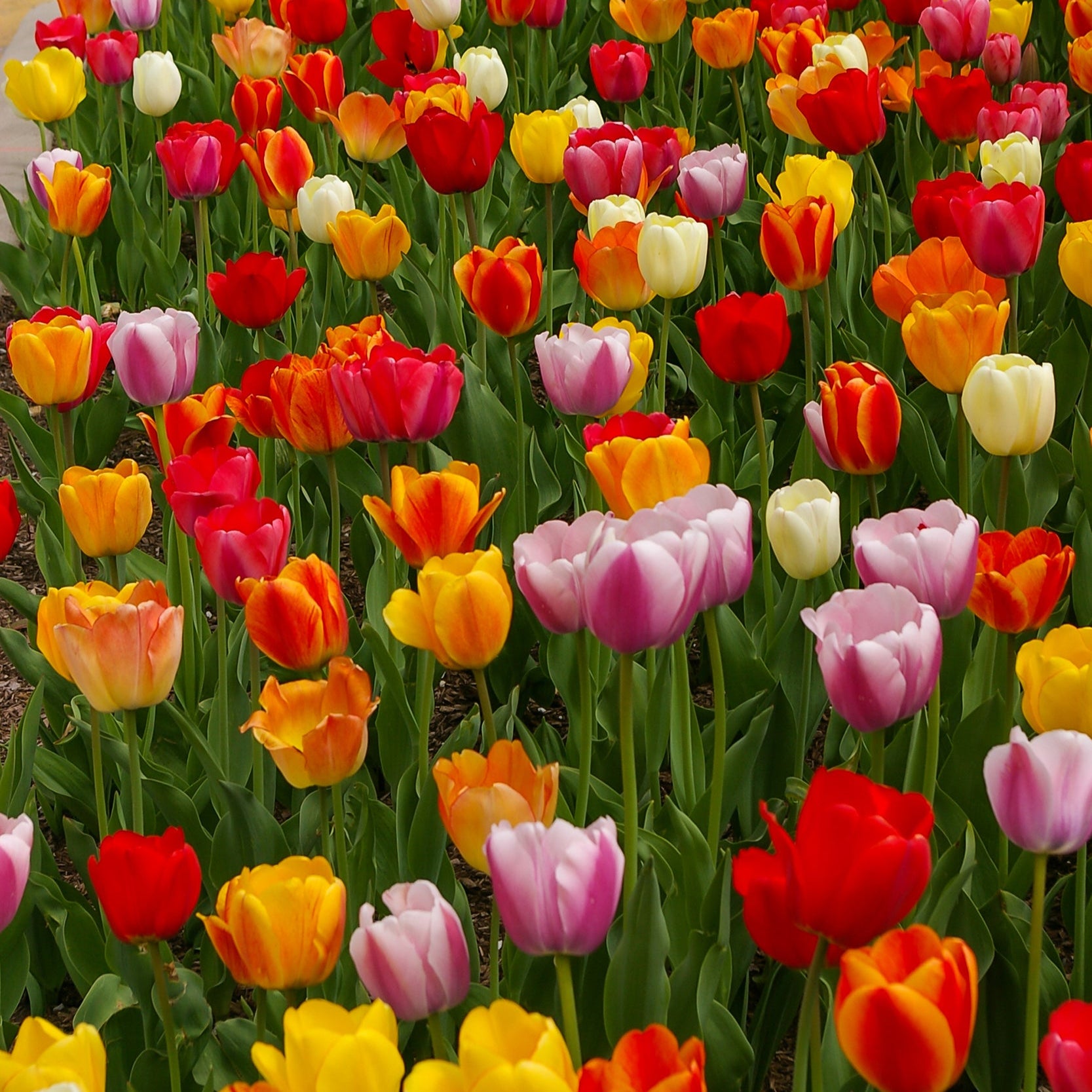 River Road Tulip Blend featuring a mix of radiant colors, 22 inches tall, blooming in mid-spring.