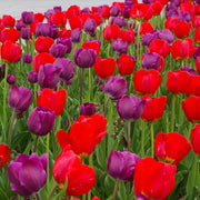 Escapade Tulip Blend combining red and purple tulips, blooming in mid-spring at 18 inches tall.