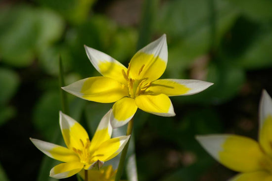 Tulipa Tarda dwarf tulips with star‑shaped white and yellow fragrant blooms on 5‑inch stems, flowering early to mid‑spring.