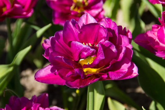Showcase double tulips with large layered blooms on strong 12–16 inch stems in early spring.