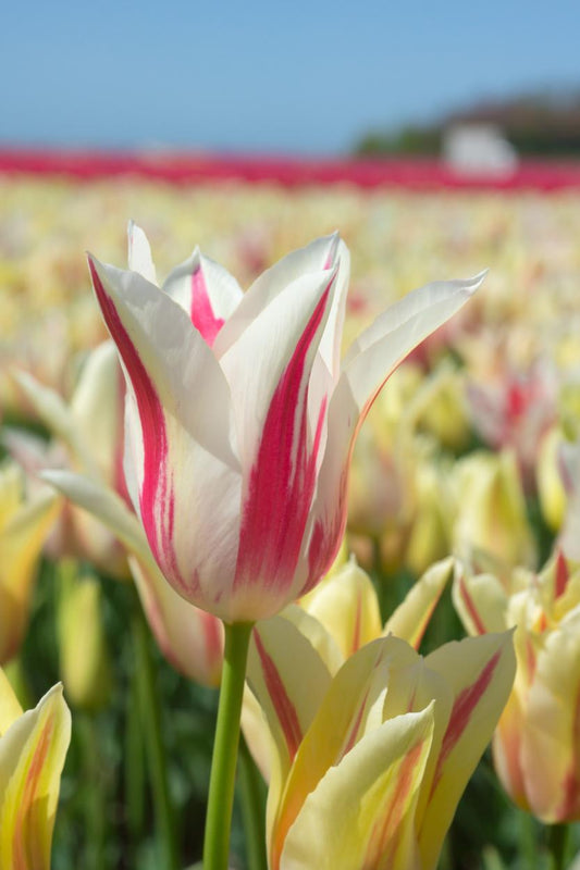 Marilyn tulips with white petals brushed in pink flames on tall 20‑inch stems, blooming in late spring.