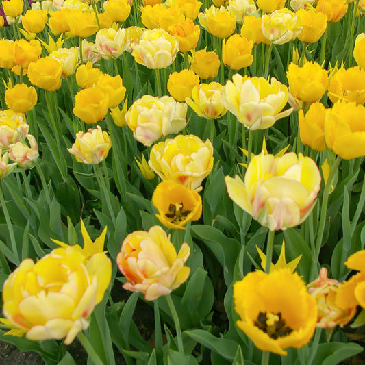 Crystal Star tulip displaying vibrant golden-yellow petals with distinctive fringed edges, blooming in mid to late spring.