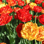 Volcano Peonies Tulip Blend featuring yellow, red, and orange double late-flowering tulips with peony-like blooms, 20 inches tall, blooming from mid to late spring.