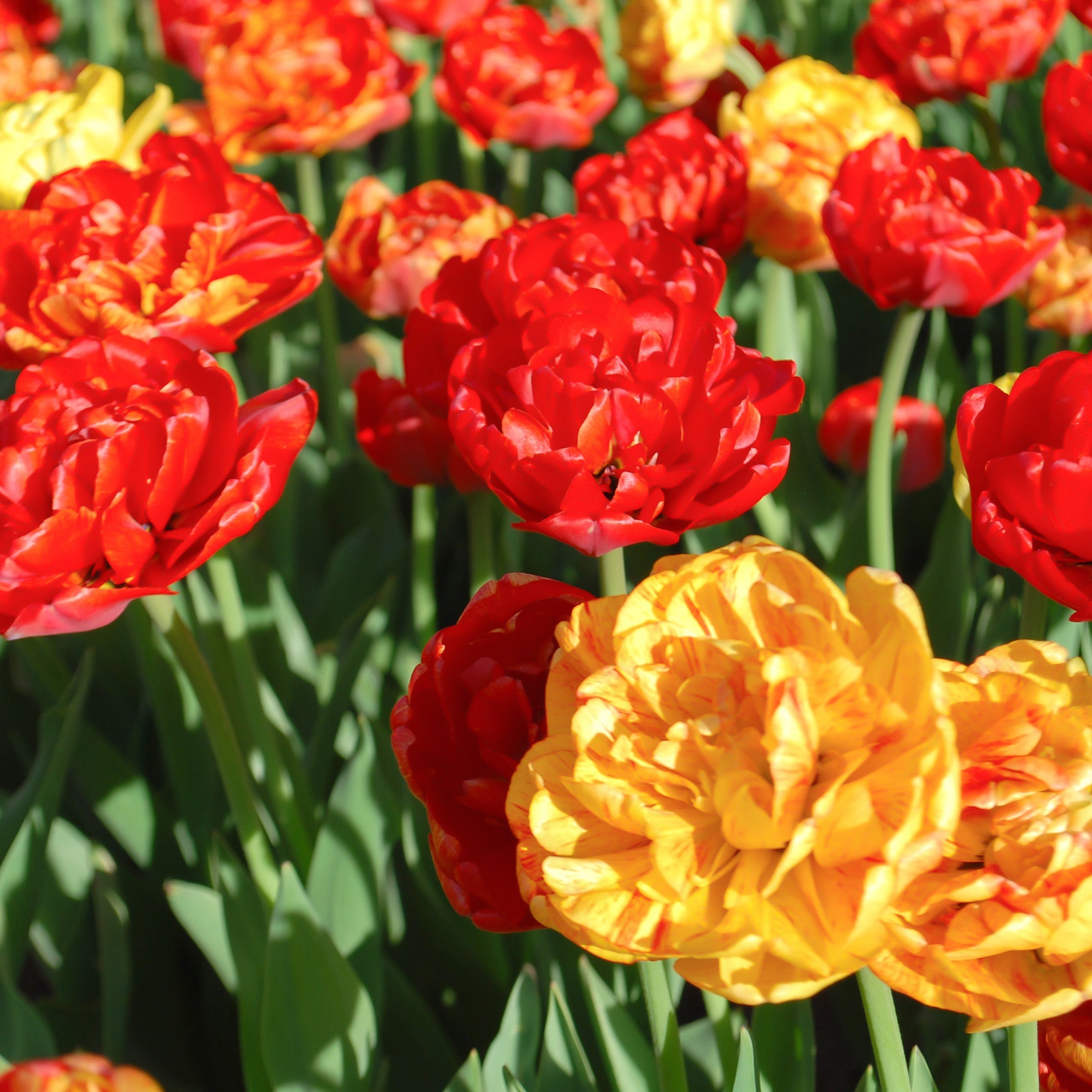 Volcano Peonies Tulip Blend featuring yellow, red, and orange double late-flowering tulips with peony-like blooms, 20 inches tall, blooming from mid to late spring.
