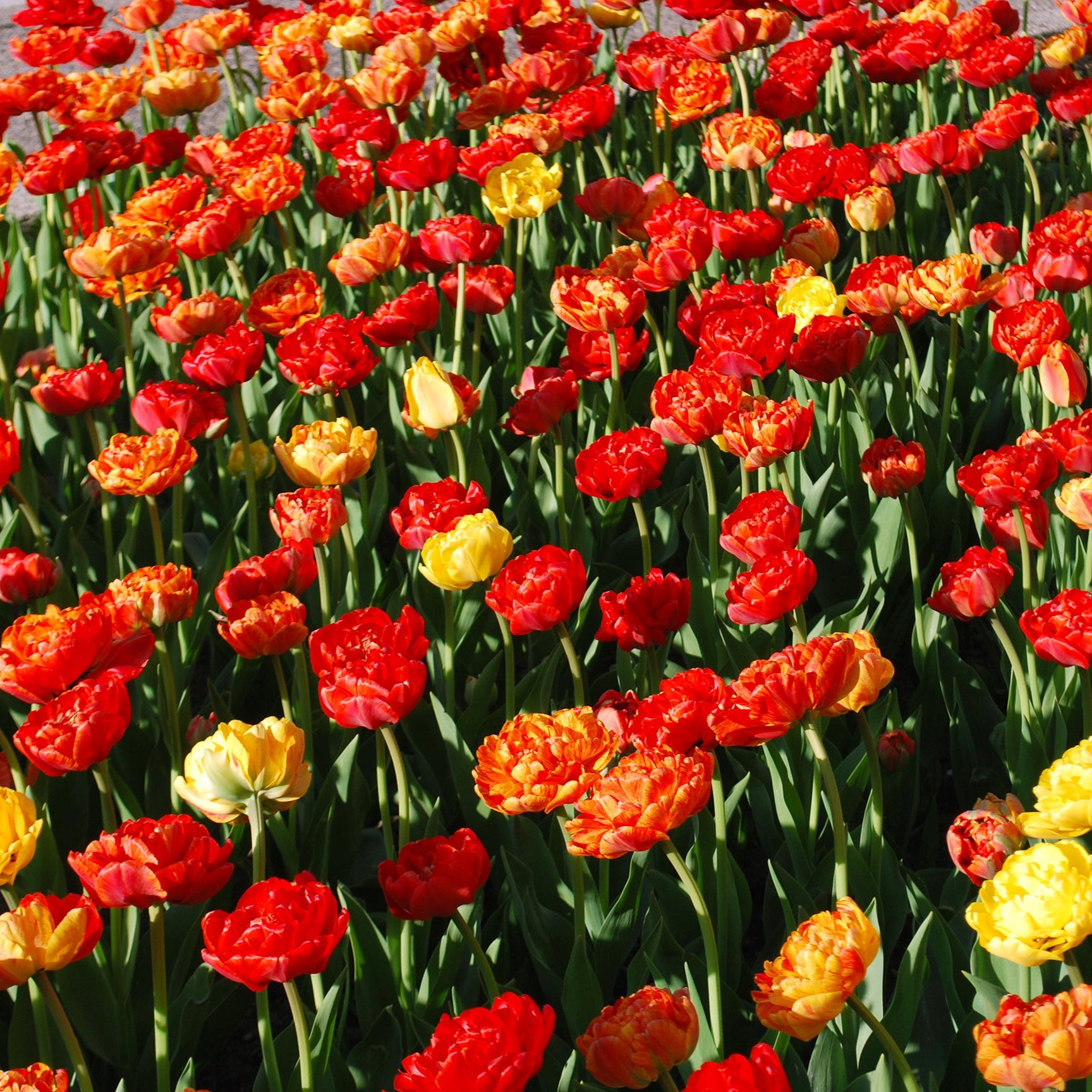 Volcano Peonies Tulip Blend featuring yellow, red, and orange double late-flowering tulips with peony-like blooms, 20 inches tall, blooming from mid to late spring.