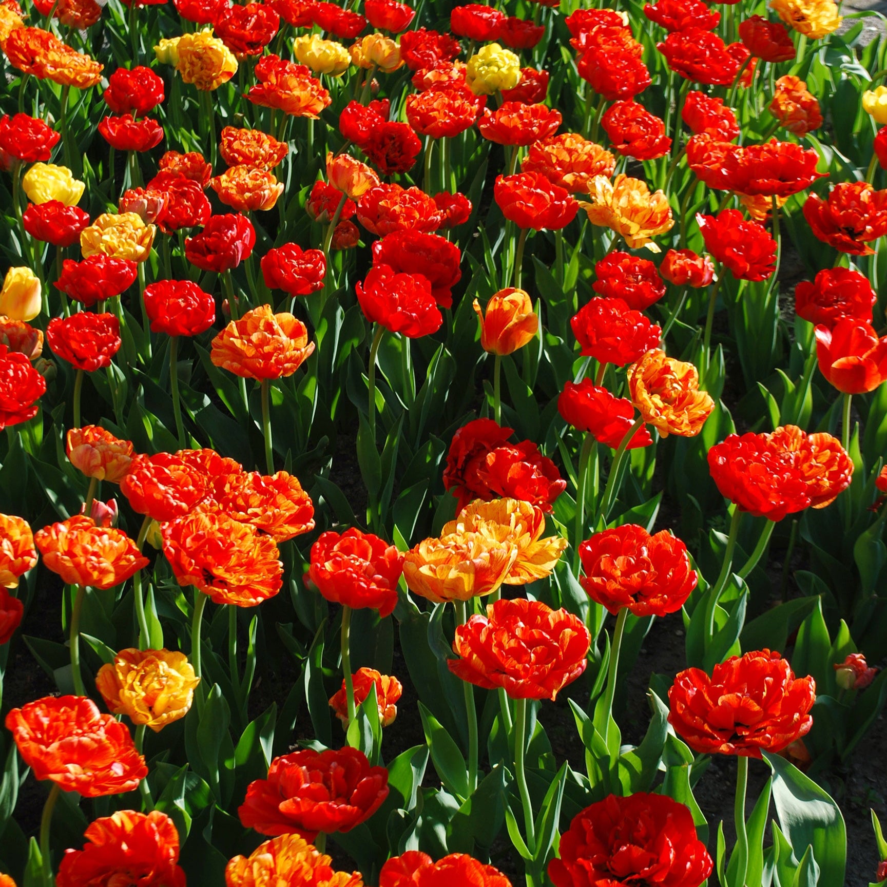 Volcano Peonies Tulip Blend featuring yellow, red, and orange double late-flowering tulips with peony-like blooms, 20 inches tall, blooming from mid to late spring.