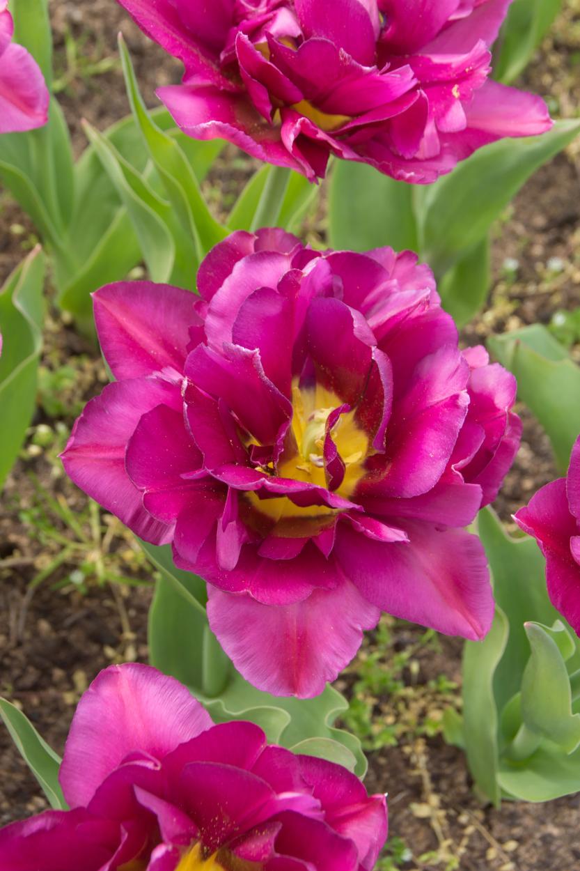 Showcase double tulips with large layered blooms on strong 12–16 inch stems in early spring.