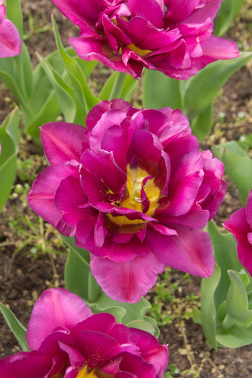 Showcase double tulips with large layered blooms on strong 12–16 inch stems in early spring.