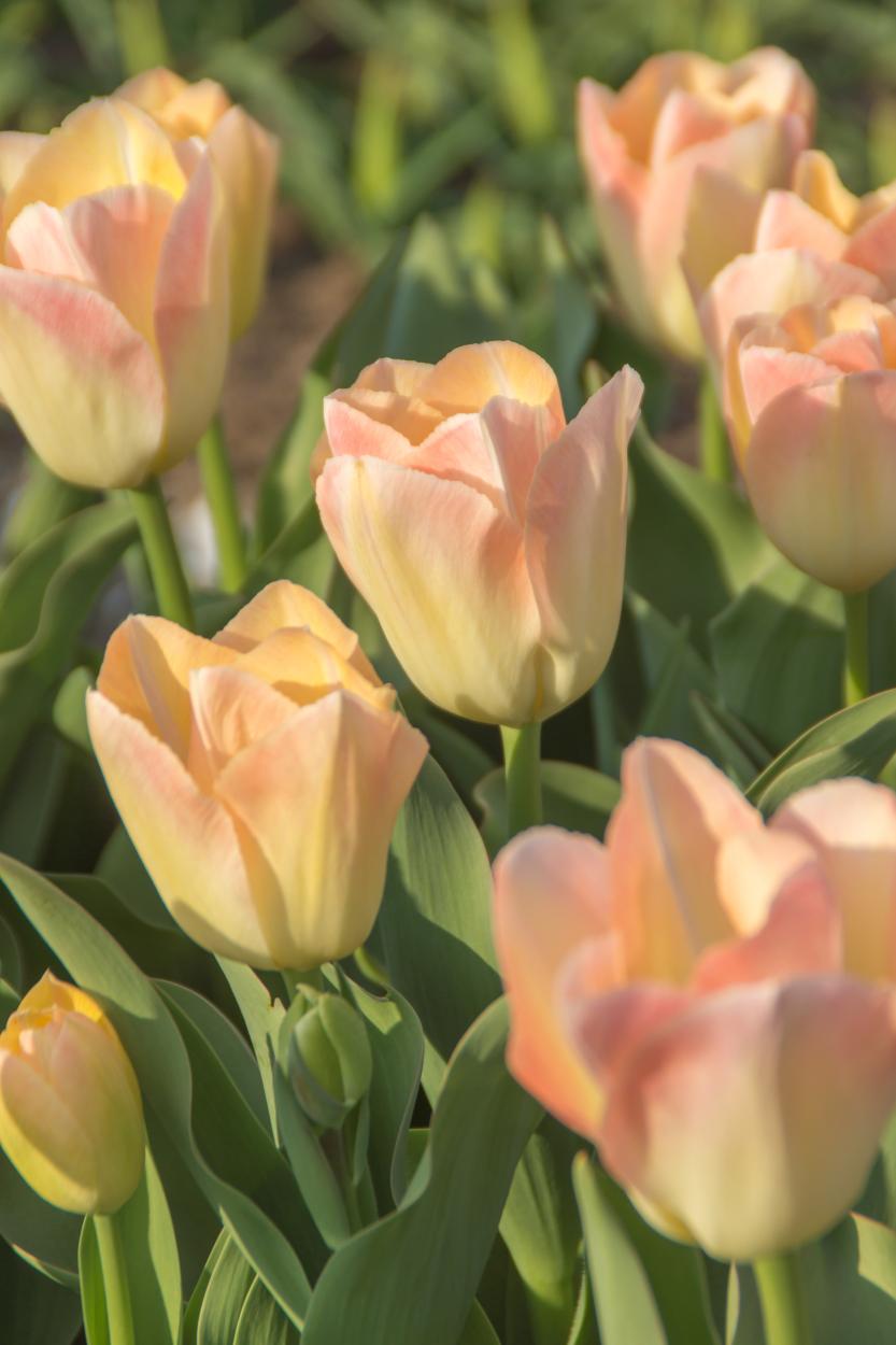 Jade Maiden tulips with elegant large blooms that open creamy white with soft pink margins, standing 22 inches tall on strong stems in mid‑spring.