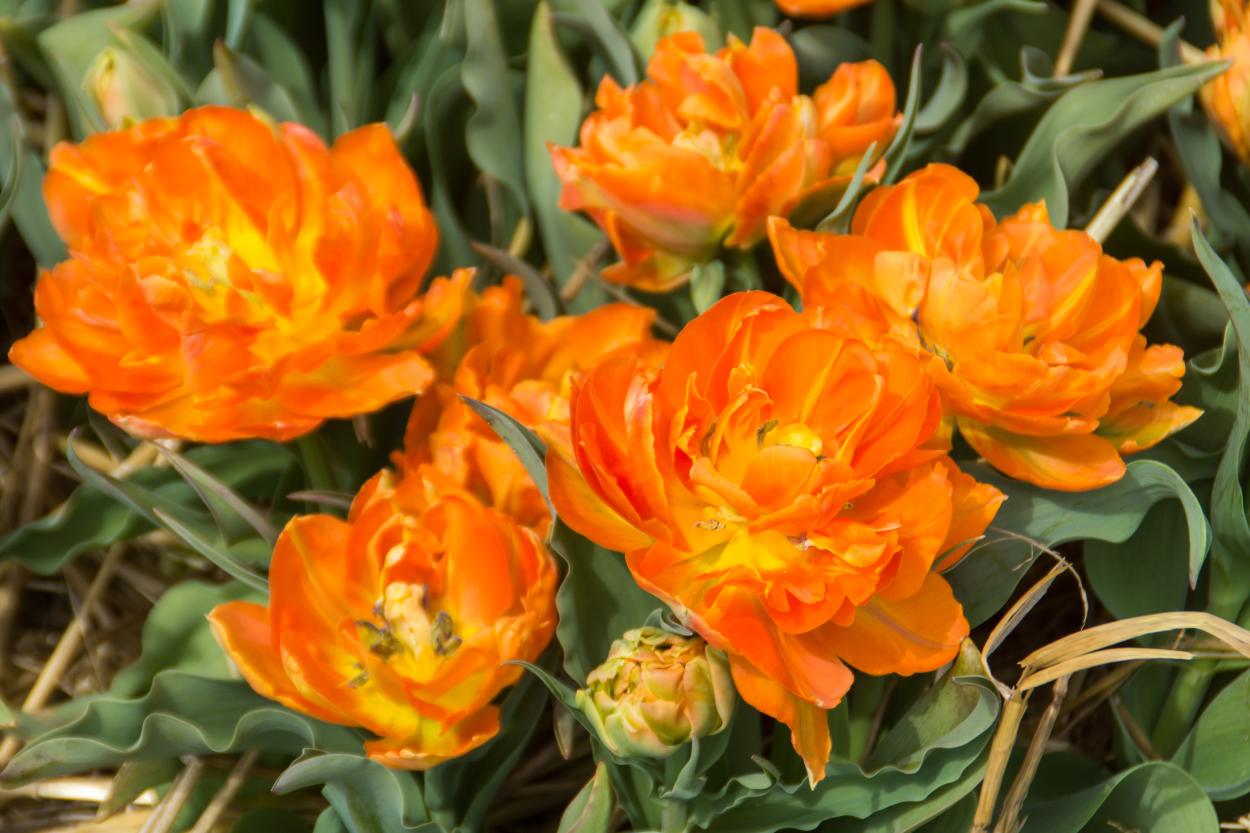 Orca double tulips with bright orange blooms on 12‑inch stems, sometimes multiple per stem, flowering early spring.