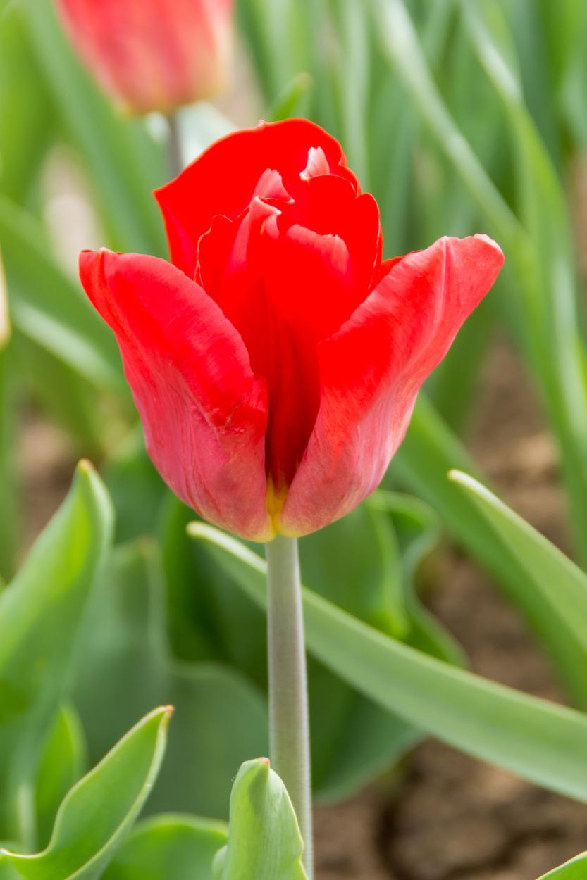 Strong Love tulips with pure red blooms on 16‑inch stems in late spring.