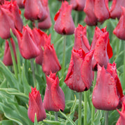 Jennie Butchart tulip with elegant scarlet red lily-shaped blooms, blooming in late spring on 16-inch stems.