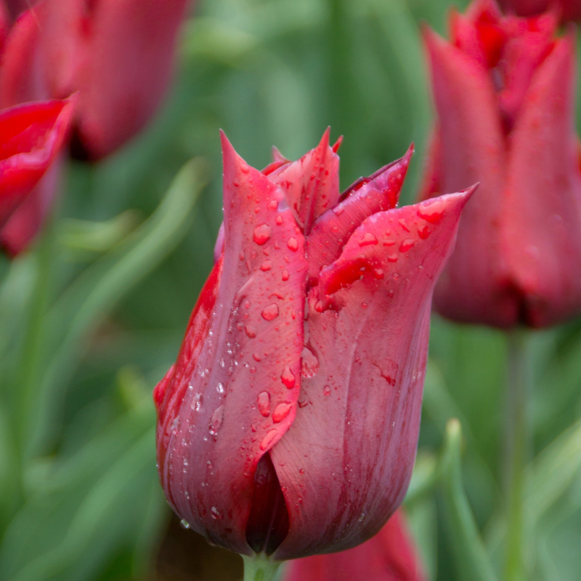 Jennie Butchart tulip with elegant scarlet red lily-shaped blooms, blooming in late spring on 16-inch stems