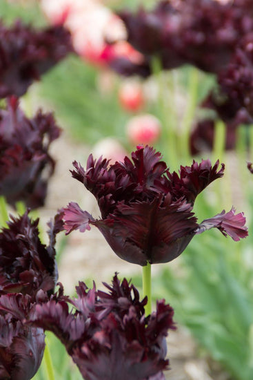Black Parrot tulips with dark purple‑black fringed blooms on 20‑inch stems.