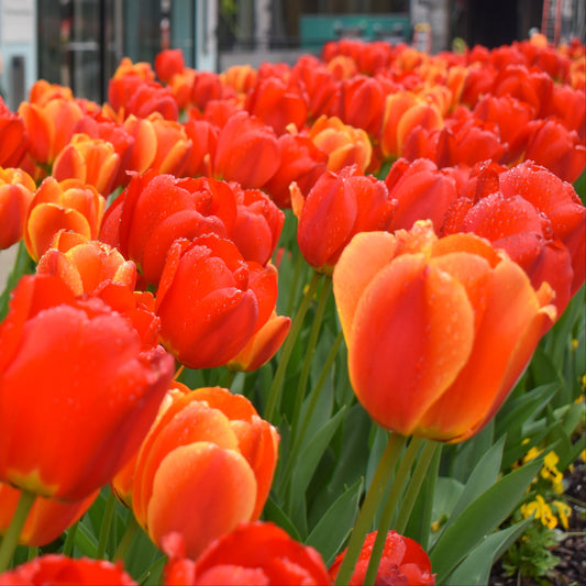 Burning Embers Tulip Blend with scarlet red and bi-colored Darwin Hybrid tulips, blooming in mid-spring at 22 inches tall.