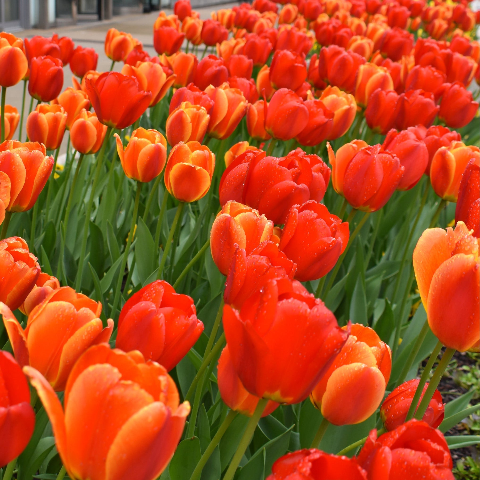 Burning Embers Tulip Blend with scarlet red and bi-colored Darwin Hybrid tulips, blooming in mid-spring at 22 inches tall.