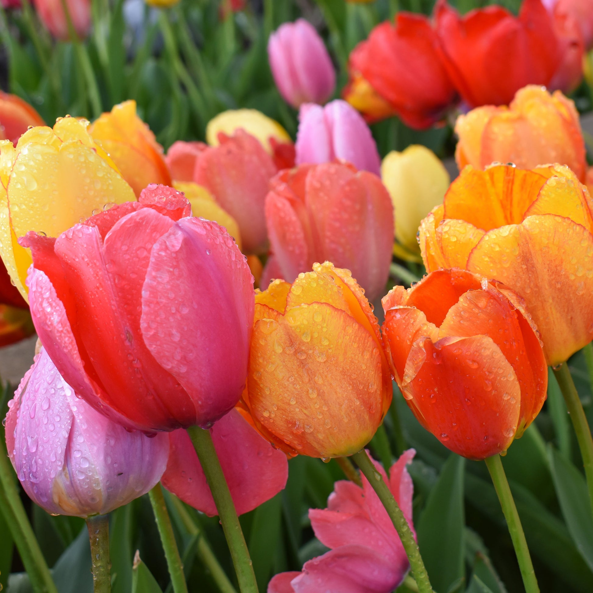 River Road Tulip Blend featuring a mix of radiant colors, 22 inches tall, blooming in mid-spring.