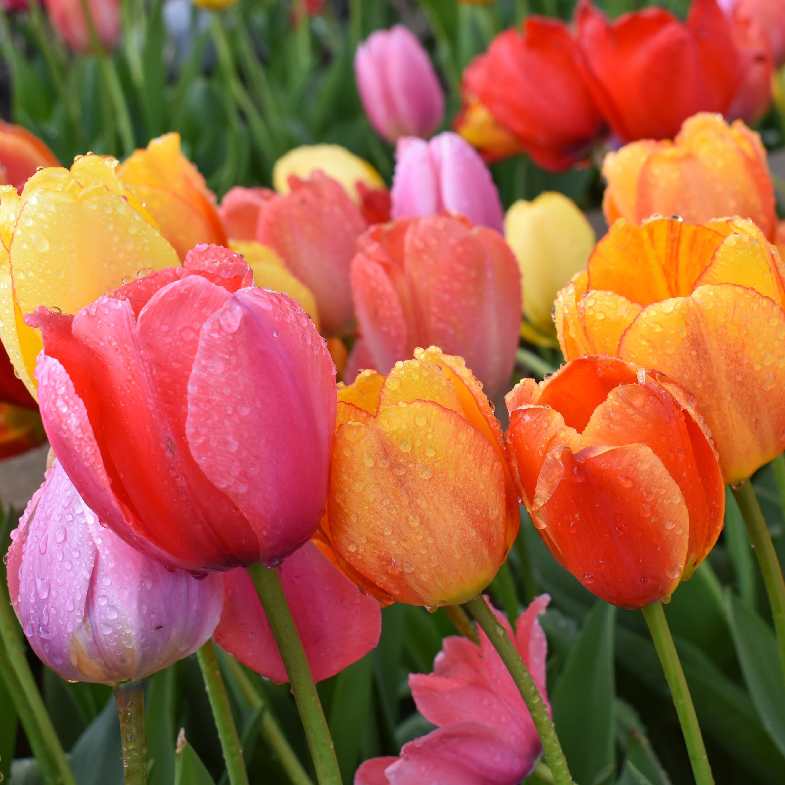 River Road Tulip Blend featuring a mix of radiant colors, 22 inches tall, blooming in mid-spring.