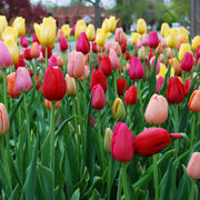 Fruit Punch Tulip Blend featuring pink, yellow, and red tulips, 24 inches tall, blooming in late spring.