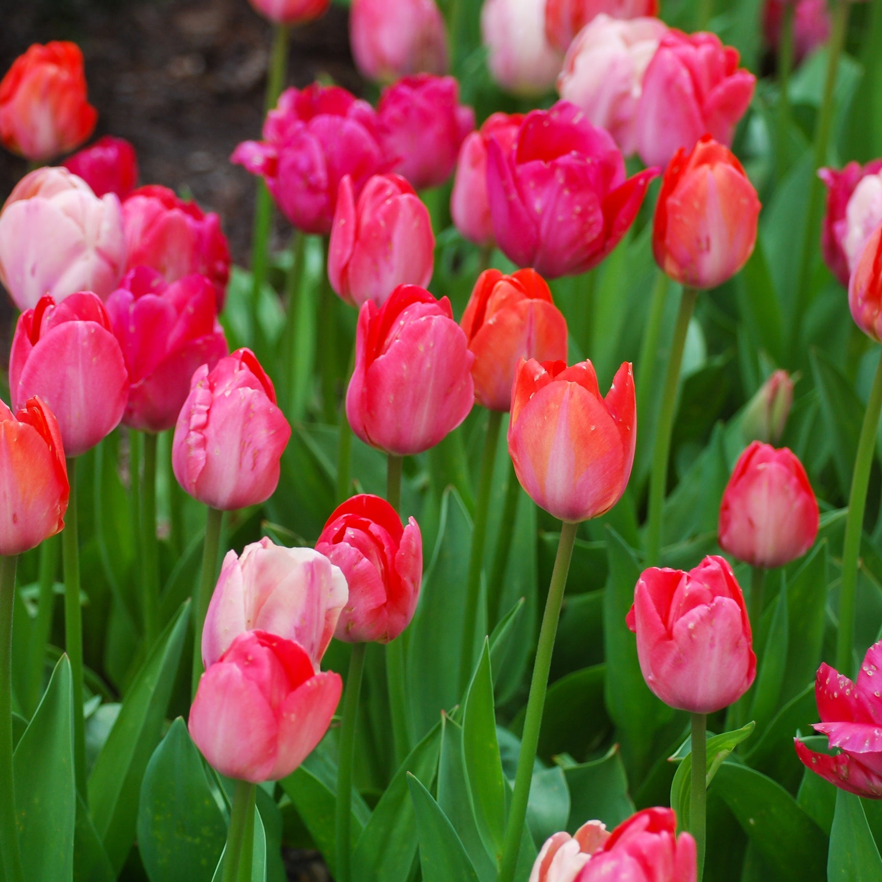 Pink Promise Tulip Blend featuring various shades of pink tulips, 18 inches tall, blooming from mid to late spring.