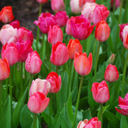 Pink Promise Tulip Blend featuring various shades of pink tulips, 18 inches tall, blooming from mid to late spring.