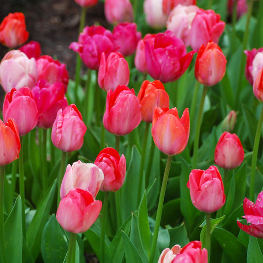 Pink Promise Tulip Blend featuring various shades of pink tulips, 18 inches tall, blooming from mid to late spring.