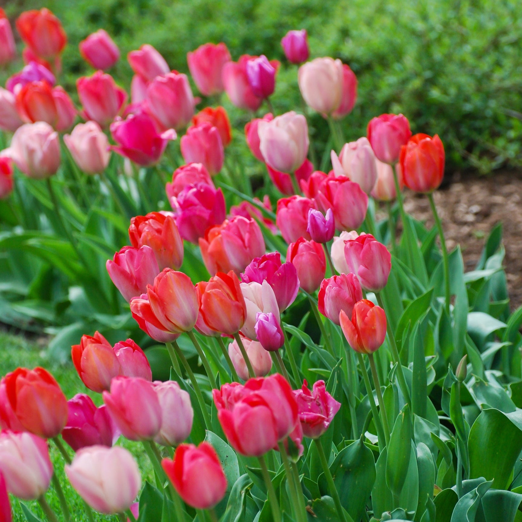 Pink Promise Tulip Blend featuring various shades of pink tulips, 18 inches tall, blooming from mid to late spring.