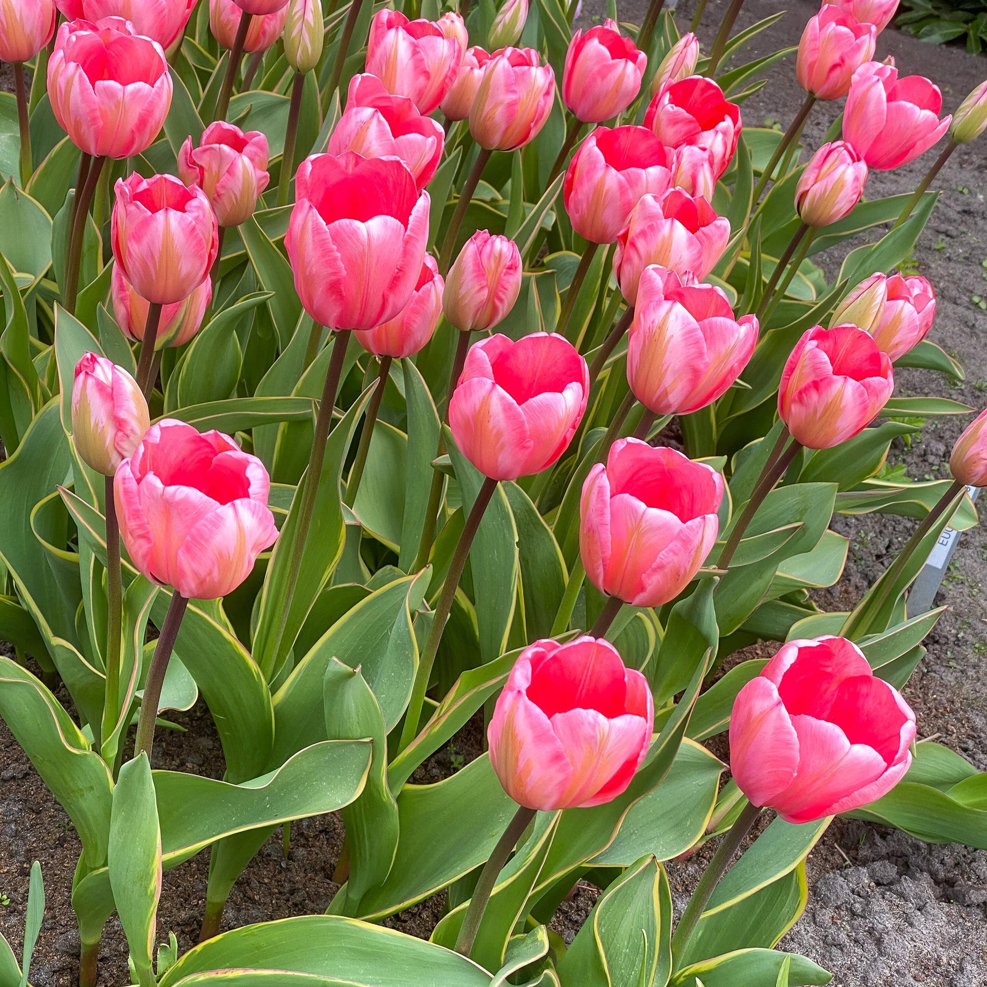 Pink Impression tulip displaying large, soft pink petals with a black base edged in yellow, blooming in mid-spring.