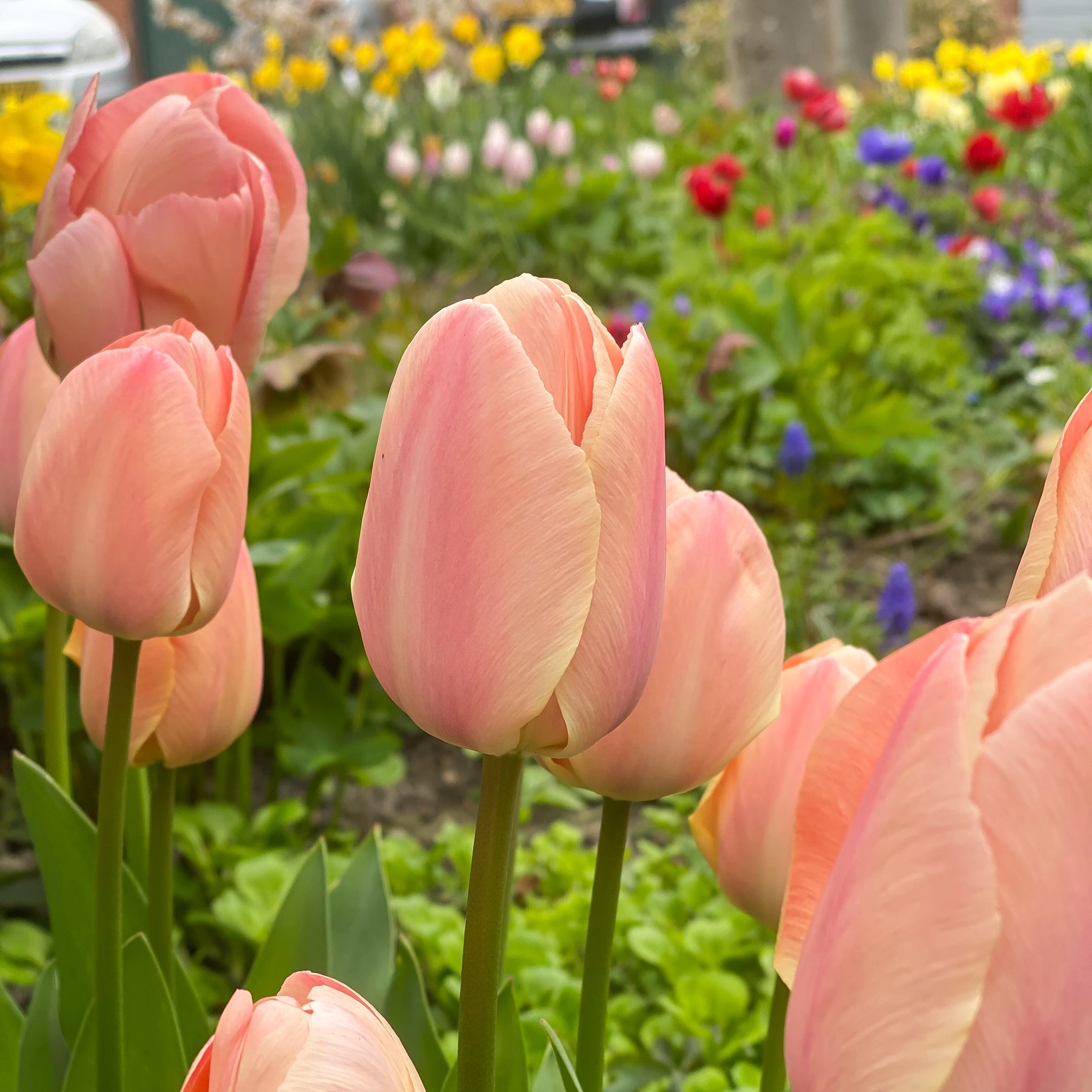 Apricot Pride tulip displaying large, soft apricot and peach-hued petals on sturdy stems.