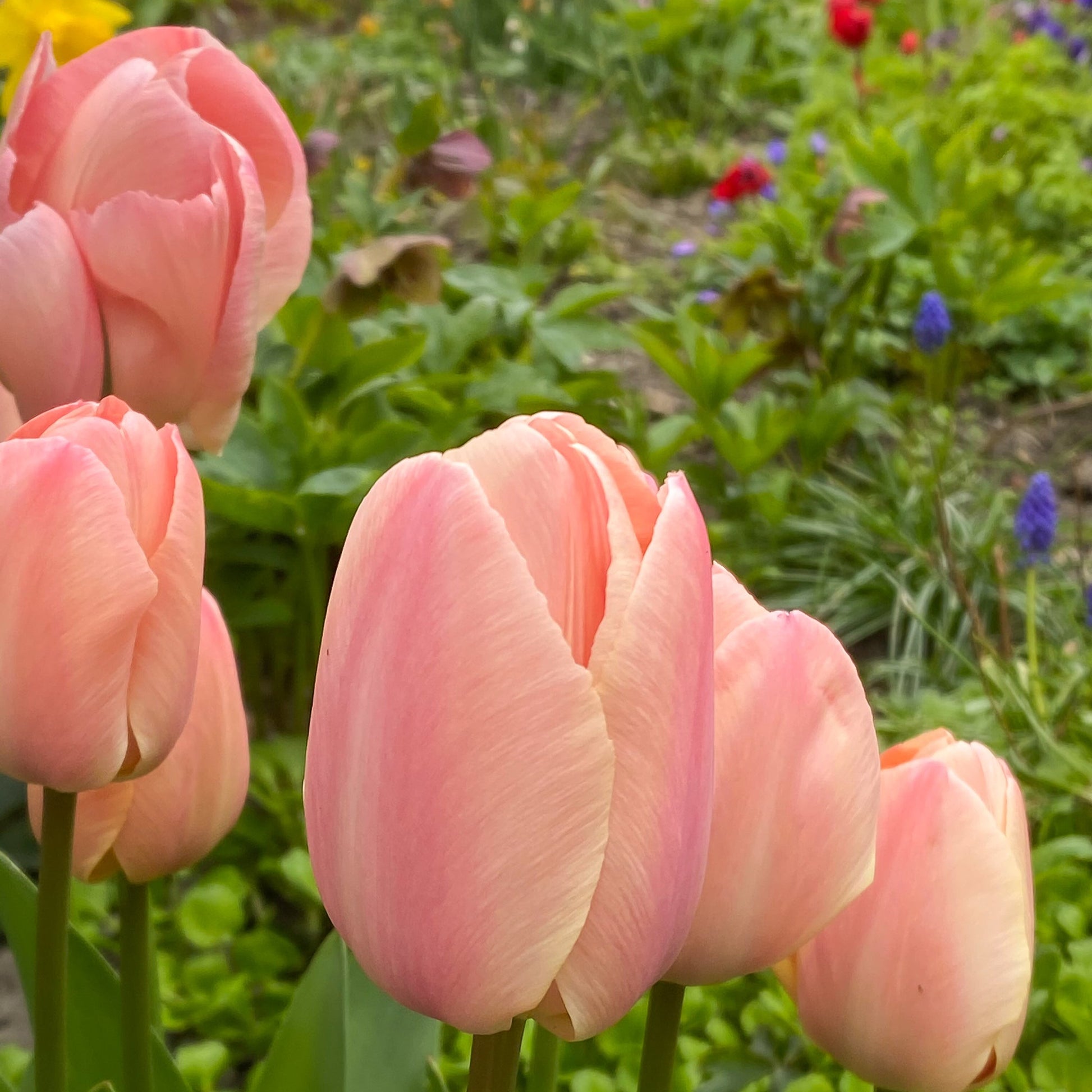 Apricot Pride tulip displaying large, soft apricot and peach-hued petals on sturdy stems.