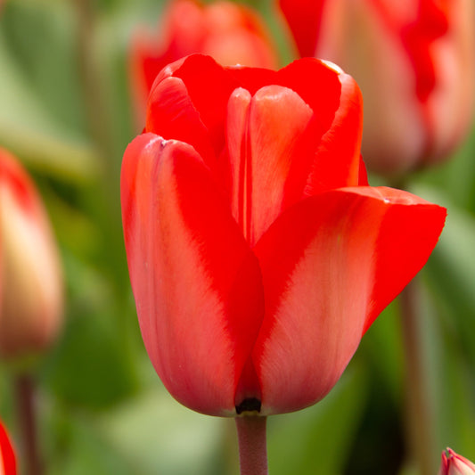 Red Impression tulip featuring large, blood red flowers with a plum purple base, blooming in mid-spring.