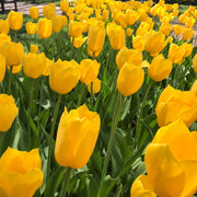 Big Smile tulip displaying large, golden-yellow goblet-shaped blooms atop sturdy, tall stems.