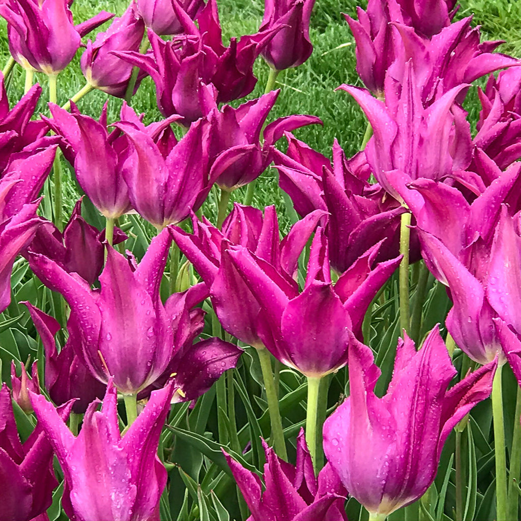 Purple Dream tulip with deep purple, pointed reflexed petals and an ivory heart, blooming in late spring.