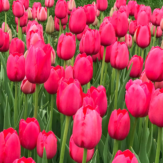 Fancy Frills tulip displaying pink petals with ivory white bases and delicately fringed edges.