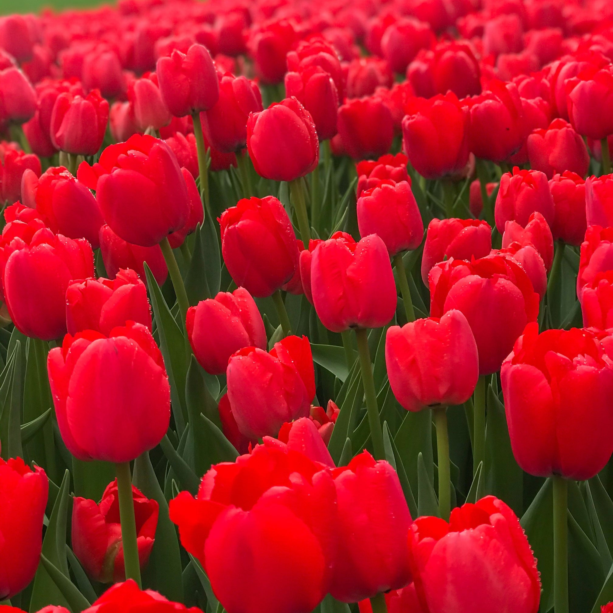 Red Impression tulip featuring large, blood red flowers with a plum purple base, blooming in mid-spring.