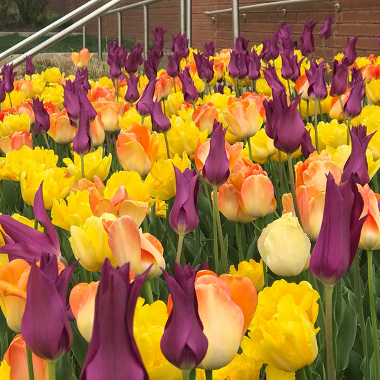 Look at Me Tulip Blend featuring Darwin Hybrid, Double, and Lily-flowered tulips, 20 inches tall, blooming in mid-spring.