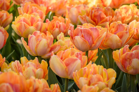 Foxtrot double tulips with soft pink layered petals on 12‑inch stems in early spring.
