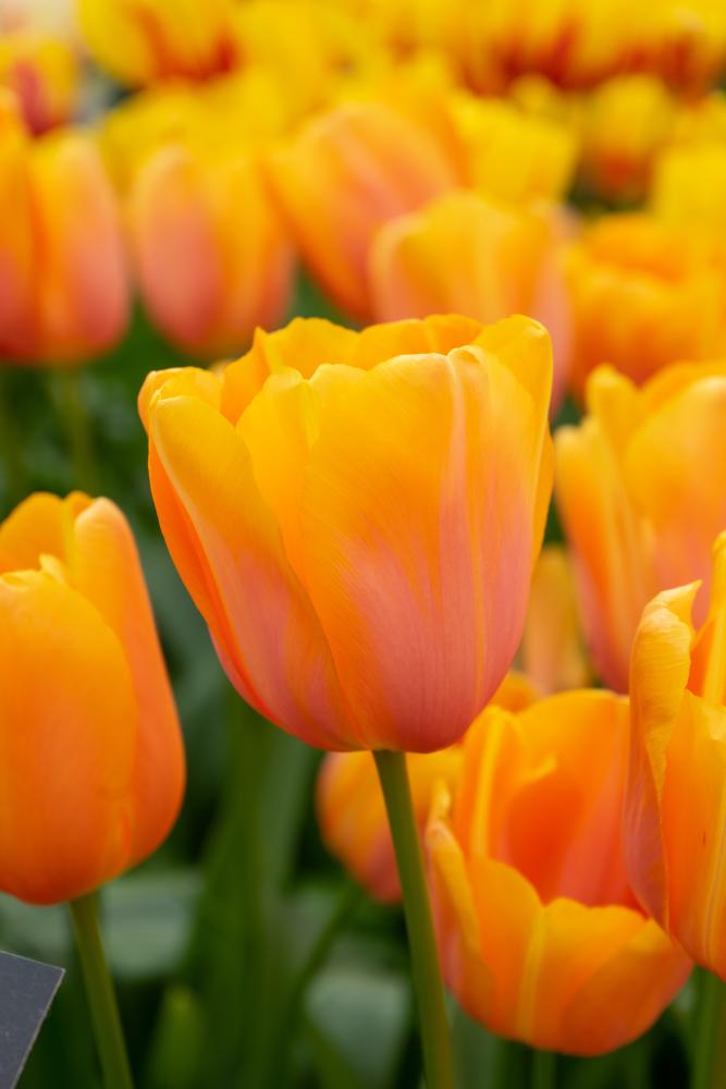 Dordogne tulips with large orange blooms on tall 24‑inch stems in late spring.