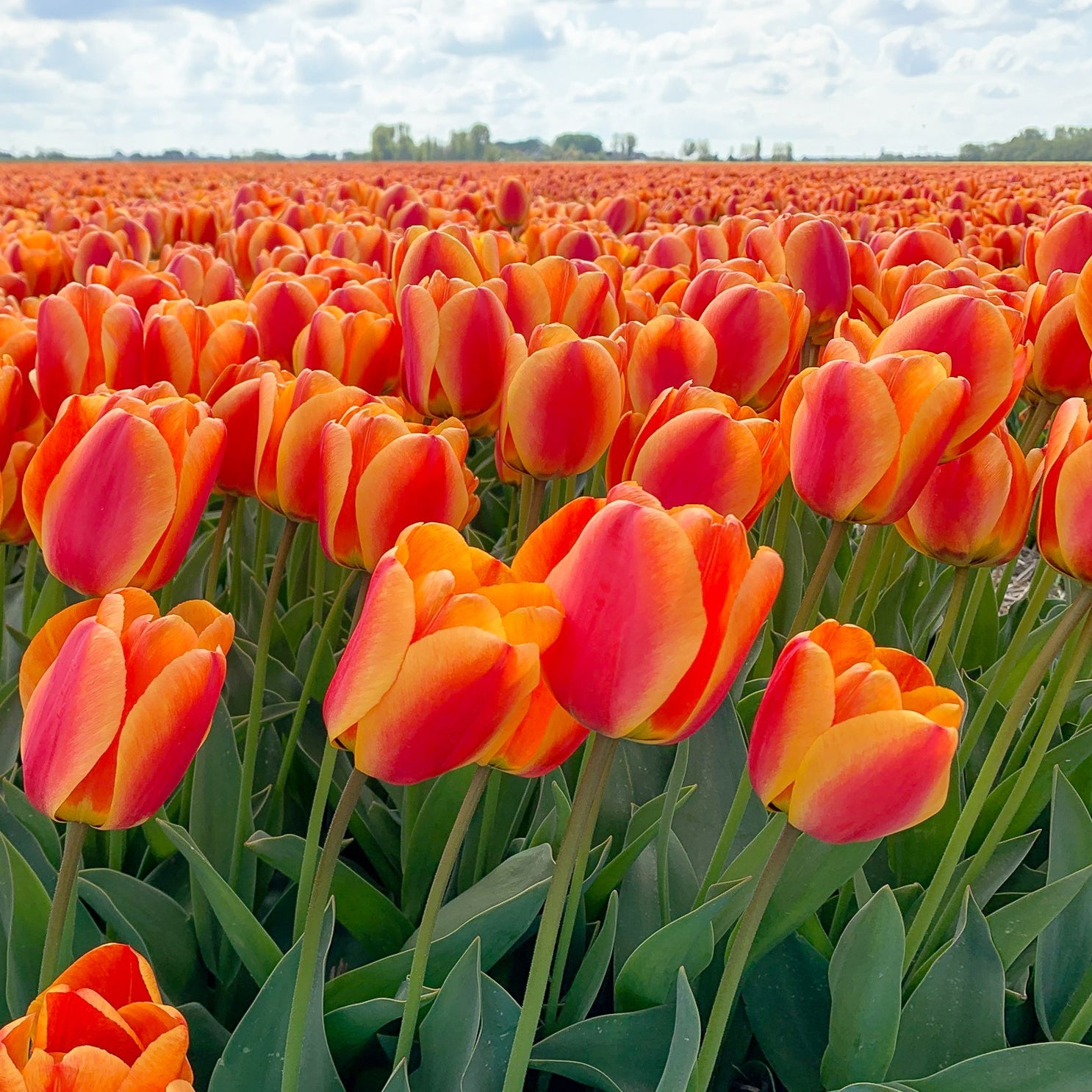 Apeldoorn tulip showcasing large, scarlet-red petals with a black center, blooming in mid-spring.