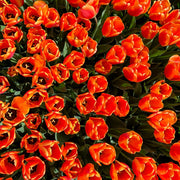 Apeldoorn tulip showcasing large, scarlet-red petals with a black center, blooming in mid-spring.